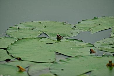 TGA 2022：《街头霸王6》2023年6月2日发售 预购现已开启